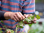 Australia, Melbourne, Close-up of mans hands holding small plants