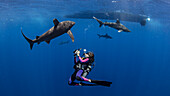 Bahamas, Scuba diver photographing oceanic whitetip sharks near Cat Island