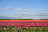 Niederlande, Urk, Blühende Blumenzwiebelfelder im Noordoostpolder