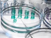 Close-up of petri dish test tubes and pipette in laboratory