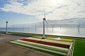 Niederlande, Urk, Tulpenfelder und Windräder im Polder am IJsselmeer