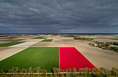 Niederlande, Urk, Blühende Blumenzwiebelfelder im Noordoostpolder