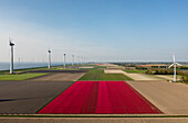 Netherlands, Emmeloord, Wind turbines and tulip fields