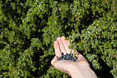 Junge (14-15) pflückt Beeren von einem Strauch, Nahaufnahme der Hand