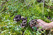 Hand picking mushroom growing in forest groundcover