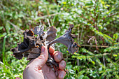 Hand picking mushroom growing in forest groundcover