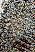 Colony of bees on honeycomb