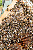 Bienenvolk auf einer Honigwabe