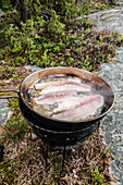 Freshly caught fish in frying pan on lakeshore