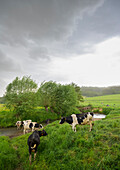 Cows near small river Geul in spring