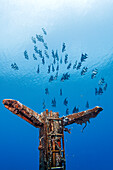 Bahamas, Nassau, Falterfischschwarm schwimmt in der Nähe eines rostigen Schiffswrackteils