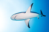 Bahamas, Nassau, Hai beim Schwimmen im Meer aus geringer Entfernung