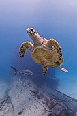 Bahamas, Nassau, Meeresschildkröte und Hai schwimmen neben einem Schiffswrack im Meer