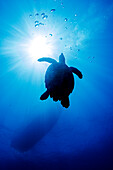 Bahamas, Nassau, Tiefblick auf schwimmende Meeresschildkröte im Meer