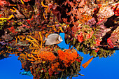 Bahamas, Nassau, Tropical fish swimming near colorful coral reef