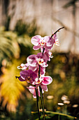 Rosa Orchidee im Wachstum