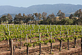 Vineyard Beginning To Bloom; California, United States Of America