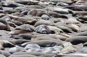 California Sea Lions (Zalophus Californianus) Lying On The Beach; California, United States Of America