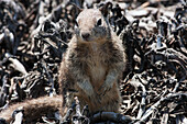 Ein wachsames Eichhörnchen; Kalifornien, Vereinigte Staaten von Amerika