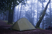 Ein Zelt in einem nebligen Wald; Kalifornien, Vereinigte Staaten Von Amerika