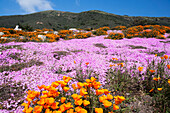 Colourful Wildflowers Growing On A Hilly Landscape; California, United States Of America