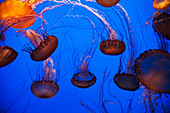 Jelly Fish Underwater In An Exhibit; California, United States Of America