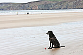 A Dog With His Ball On The Wet Newgale Beach; Wales