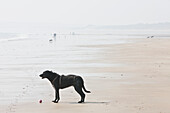 Ein Hund mit seinem Ball am nassen Strand von Newgale; Wales