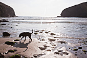 Ein Hund spielt mit seinem Ball am Strand von Newgale; Wales