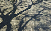 Schatten eines Baumes auf den Pflastersteinen; Barcelona, Spanien