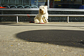 A Small White Dog Sits On A Sidewalk With It's Leash Tied To A Railing; London, England