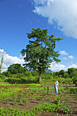 A Woman Cares For Plants In A Large Garden; Ulpotha, Embogama, Sri Lanka