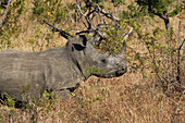 Nashorn, Phinda Private Game Reserve; Südafrika