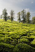 Tea Plantation In The Western Highlands; Ethiopia