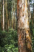 Eukalyptusbäume im Hochland von Äthiopien; Äthiopien