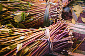 Qat zum Verkauf auf einem Markt außerhalb der Altstadt von Harar in Ost-Äthiopien; Harar, Äthiopien