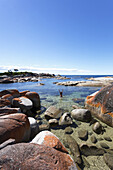 Bay Of Fires Beach; Tasmania, Australia