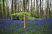 Blauglocken in den Wäldern; Hampshire, England