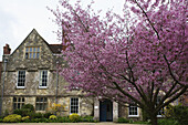Haus und Baum voller rosa Blüten; Winchester, Hampshire, England