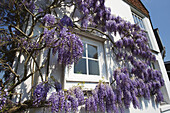 Haus mit violetten Blüten an einem Baum, der an den Außenwänden wächst; Winchester, Hampshire, England