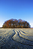 Irrlichter an einem frostigen Morgen auf dem St. Catherine's Hill; Winchester, England