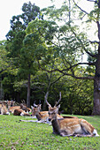 Eine Hirschherde liegt auf dem Gras in einem Stadtpark; Japan.