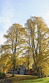 Bäume in Herbstfarben; Winchester, Hampshire, England