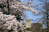 Blick auf die Kathedrale von Winchester mit Frühlingsblüten an den Bäumen; Winchester, Hampshire, England
