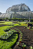 Palm House, Kew Gardens; London, England