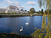 Kew Gardens Palmenhaus und Schwäne im Teich; London, England