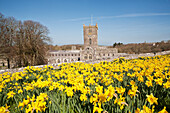Blühende Narzissen auf dem Gelände der St. David's Cathedral; Pembrokeshire, Wales