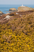 Gorse On Hillside With Strumble Head Lighthouse In The Distance, On The Pembrokeshire Coast Path, South West Wales; Pembrokeshire, Wales