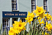 Blühende Narzissen mit Schaufenster eines Touristengeschäfts in Wales; St. David, Pembrokeshire, Wales