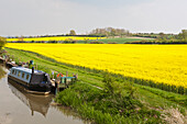 Narrowboat Moored Along Canal Side In Open Countryside Next To Rape Oilseed Fields; Wiltshire, England